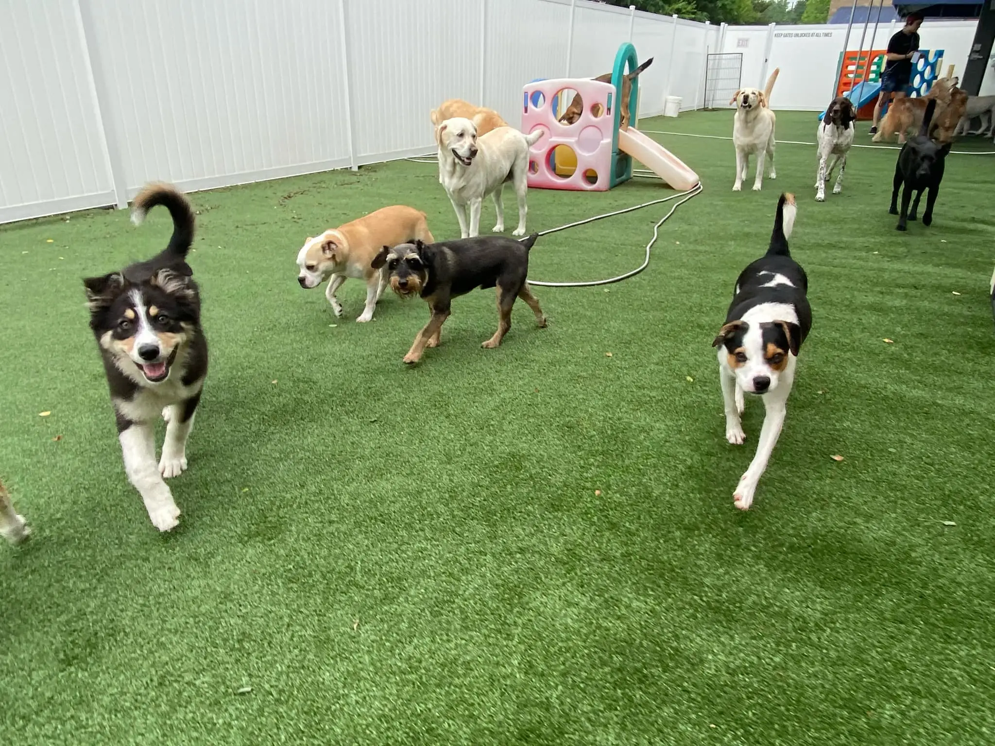 Dogs playing in the 4 legged Friends doggy daycare outside play area