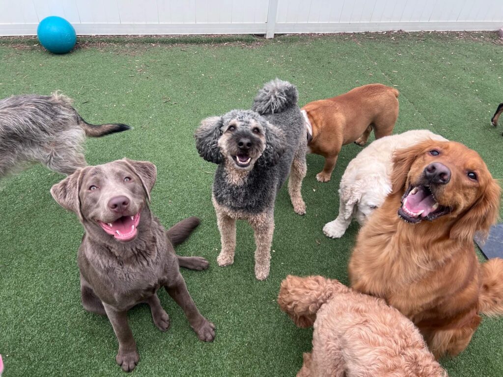 Dogs sitting together in the play area