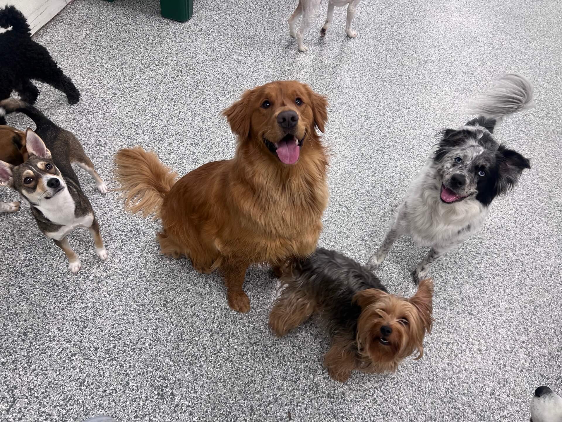 Dogs sitting on the lobby floor